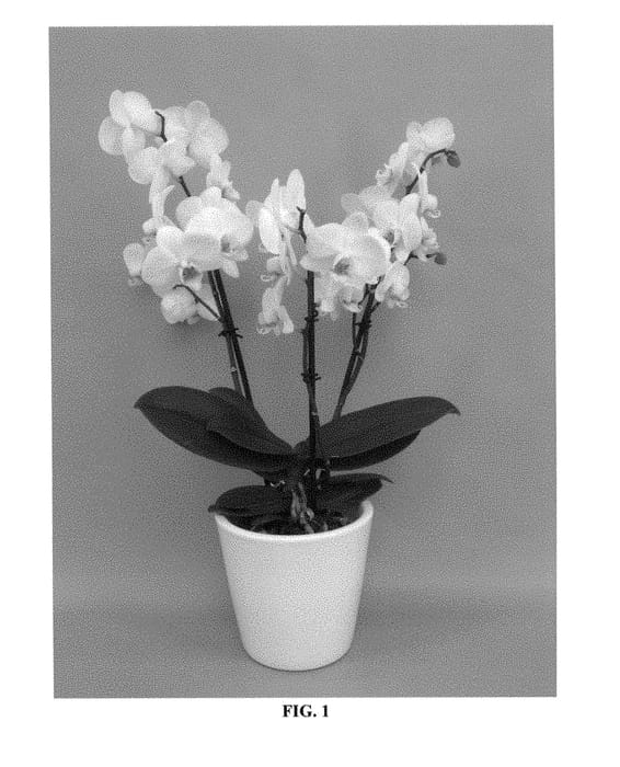 Figure 1 of US plant patent PP28694, the photograph of PHALDUECH printed in the patent.