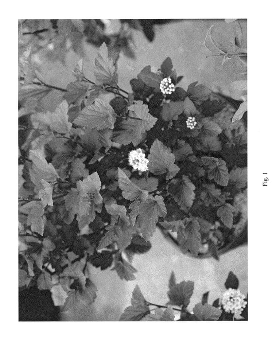Figure 1 of US plant patent PP28695, the photograph of SMNPOBLR printed in the patent.