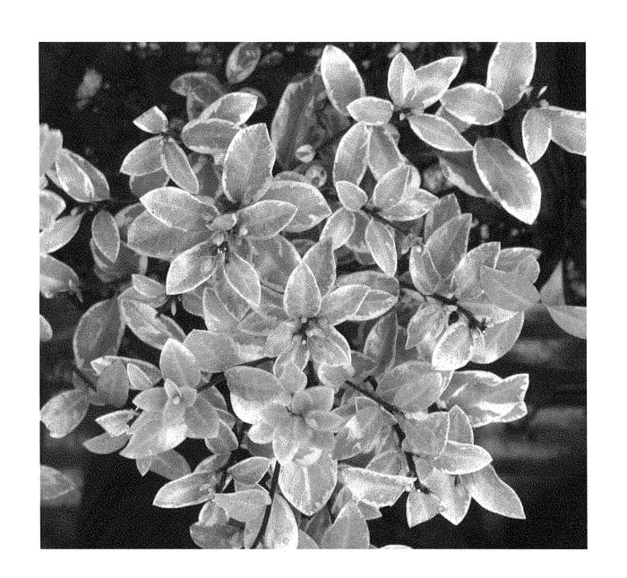 Figure 1 of US plant patent PP28696, the photograph of GloBall printed in the patent.