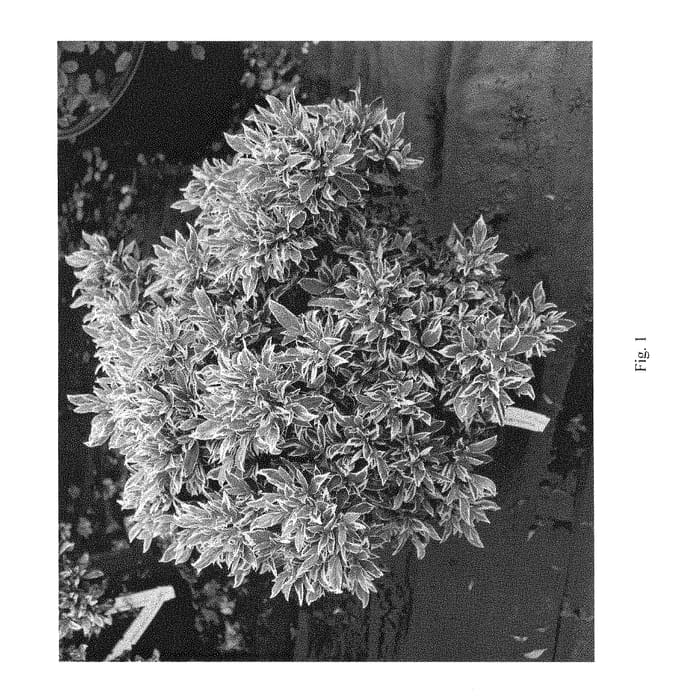 Figure 1 of US plant patent PP28697, the photograph of MFARSS printed in the patent.