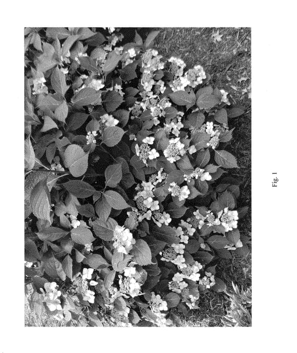 Figure 1 of US plant patent PP28698, the photograph of SMHMEPSILON printed in the patent.
