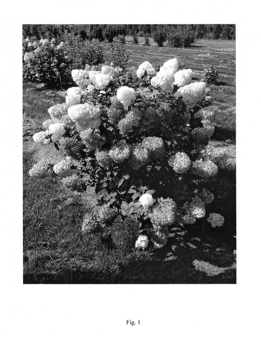 Figure 1 of US plant patent PP28699, the photograph of SMHPCW printed in the patent.
