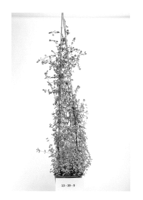Figure 1 of US plant patent PP28700, the photograph of Pendleton printed in the patent.