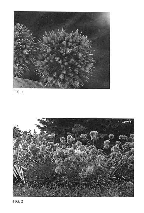 Figure 1 of US plant patent PP28701, the photograph of Medusa printed in the patent.