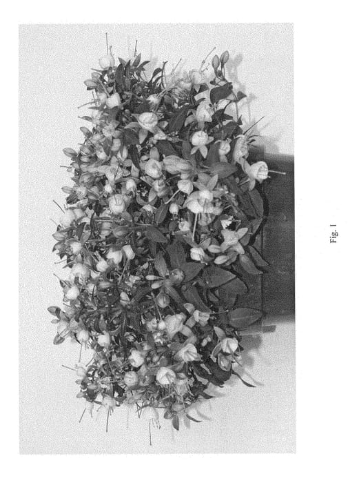 Figure 1 of US plant patent PP28702, the photograph of FWUNW20-0 printed in the patent.