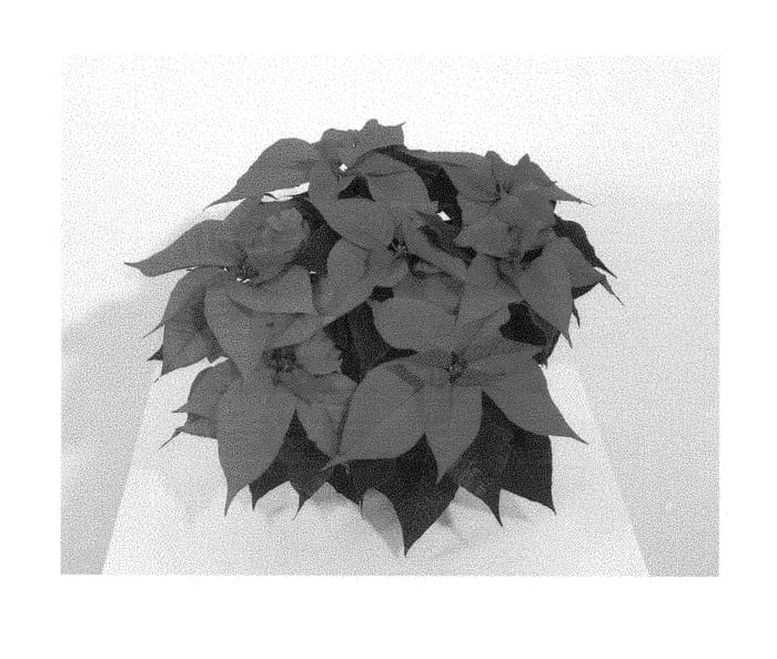 Figure 1 of US plant patent PP28703, the photograph of NPCW15235 printed in the patent.