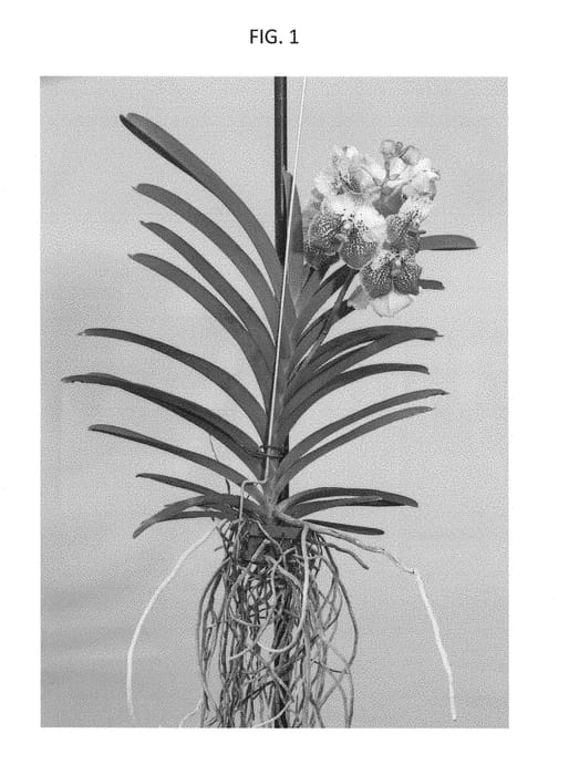 Figure 1 of US plant patent PP28704, the photograph of SPCDW1506 printed in the patent.