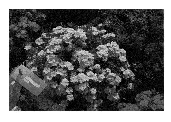 Figure 1 of US plant patent PP28705, the photograph of KAZI15789 printed in the patent.