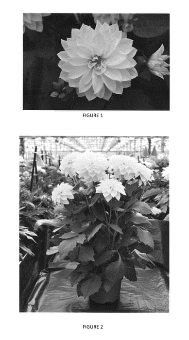 Figure 1 of US plant patent PP28706, the photograph of DAHZ0001 printed in the patent.