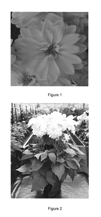 Figure 1 of US plant patent PP28707, the photograph of DAHZ0012 printed in the patent.