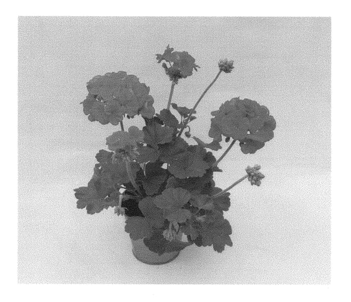 Figure 1 of US plant patent PP28708, the photograph of KLEIZ15375 printed in the patent.