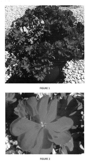 Figure 1 of US plant patent PP28709, the photograph of PEQZ0015 printed in the patent.
