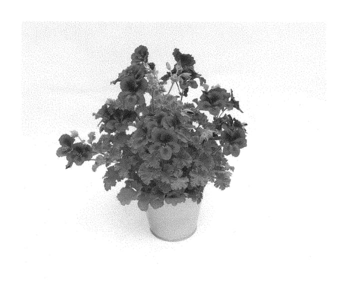 Figure 1 of US plant patent PP28710, the photograph of KLEPS15376 printed in the patent.