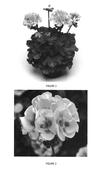 Figure 1 of US plant patent PP28711, the photograph of PEQZ0017 printed in the patent.