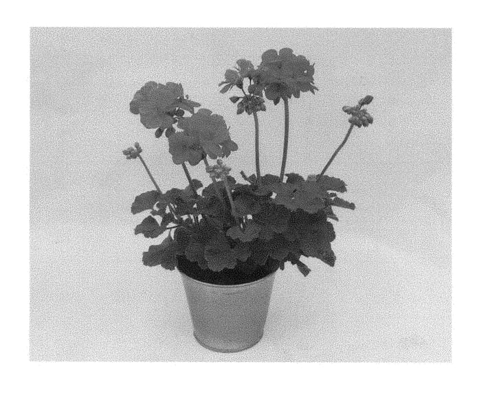 Figure 1 of US plant patent PP28712, the photograph of KLEPZ15357 printed in the patent.