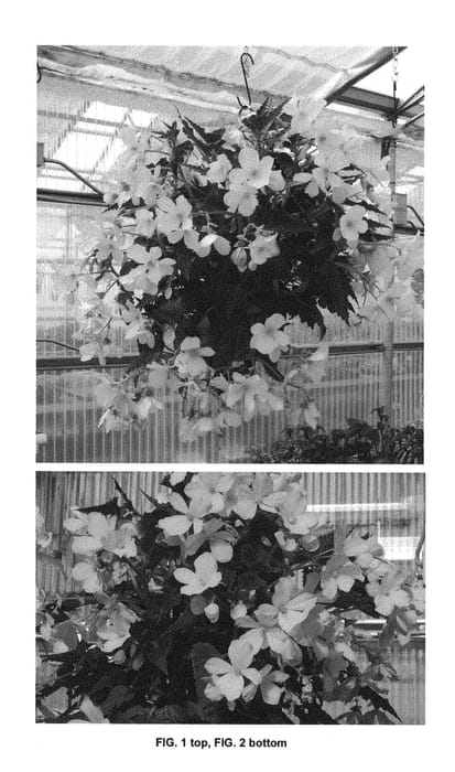 Figure 1 of US plant patent PP28713, the photograph of TNBEGDY printed in the patent.