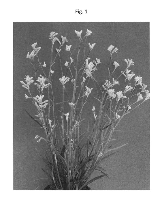 Figure 1 of US plant patent PP28714, the photograph of KP02 printed in the patent.