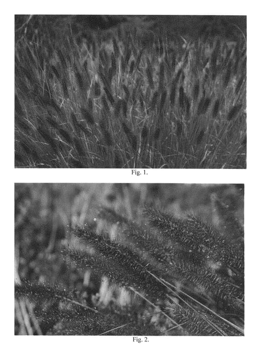 Figure 1 of US plant patent PP28715, the photograph of Red Rocket printed in the patent.