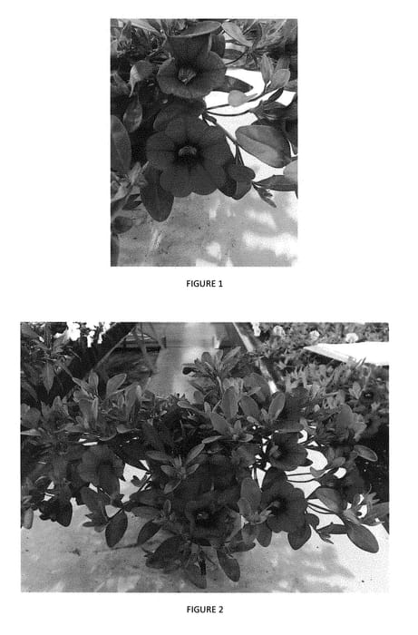 Figure 1 of US plant patent PP28716, the photograph of CBRZ0008 printed in the patent.