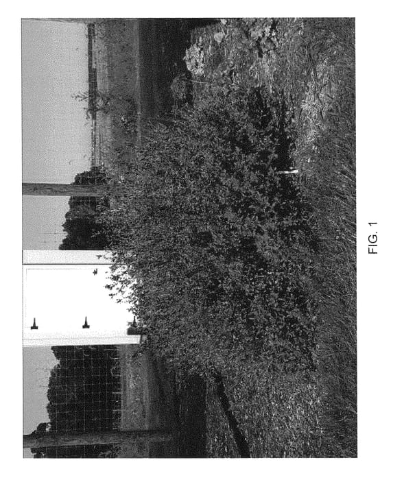 Figure 1 of US plant patent PP28717, the photograph of Novasalpur printed in the patent.