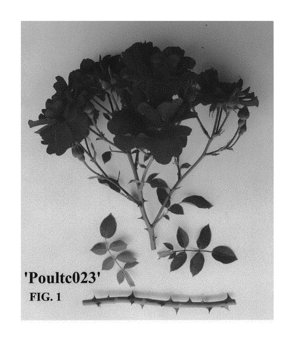 Figure 1 of US plant patent PP28718, the photograph of Poultc023 printed in the patent.