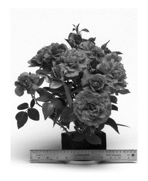 Figure 1 of US plant patent PP28719, the photograph of WEKdadoda printed in the patent.