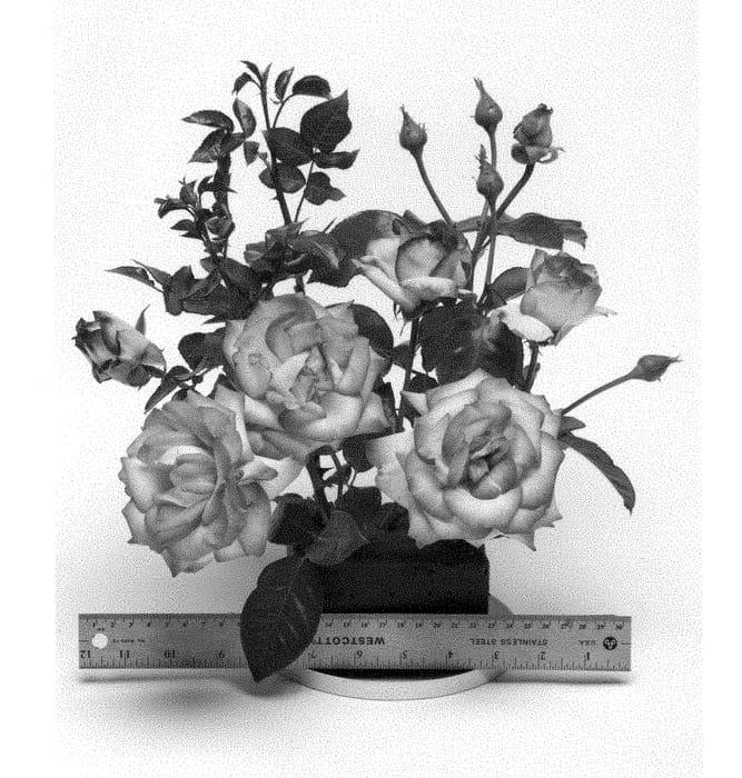 Figure 1 of US plant patent PP28720, the photograph of WEKpurmebep printed in the patent.
