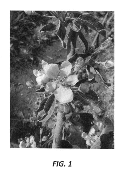 Figure 1 of US plant patent PP28721, the photograph of RKD printed in the patent.