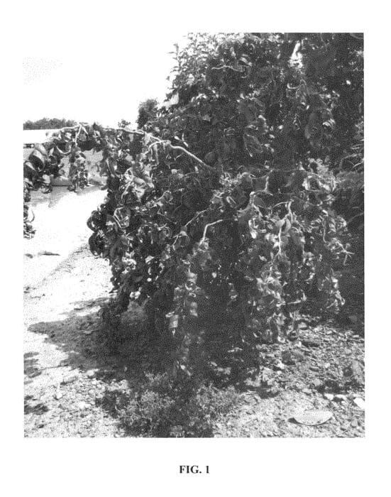 Figure 1 of US plant patent PP28722, the photograph of GREPEPTWST printed in the patent.