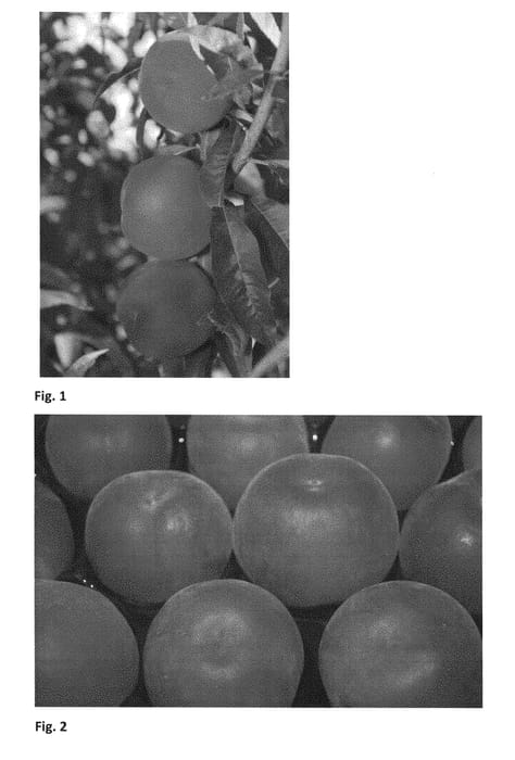 Figure 1 of US plant patent PP28723, the photograph of CRISPDREAM printed in the patent.