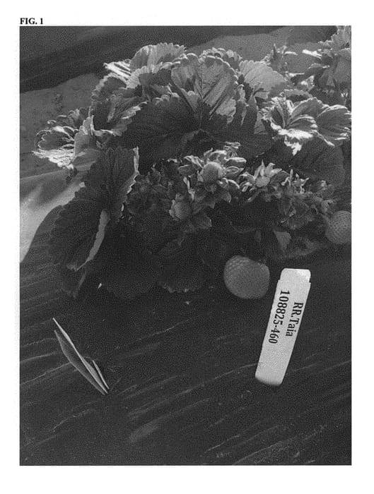 Figure 1 of US plant patent PP28724, the photograph of Taia printed in the patent.