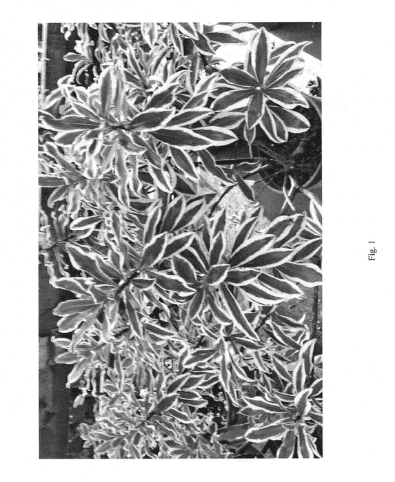 Figure 1 of US plant patent PP28725, the photograph of MonStrk printed in the patent.