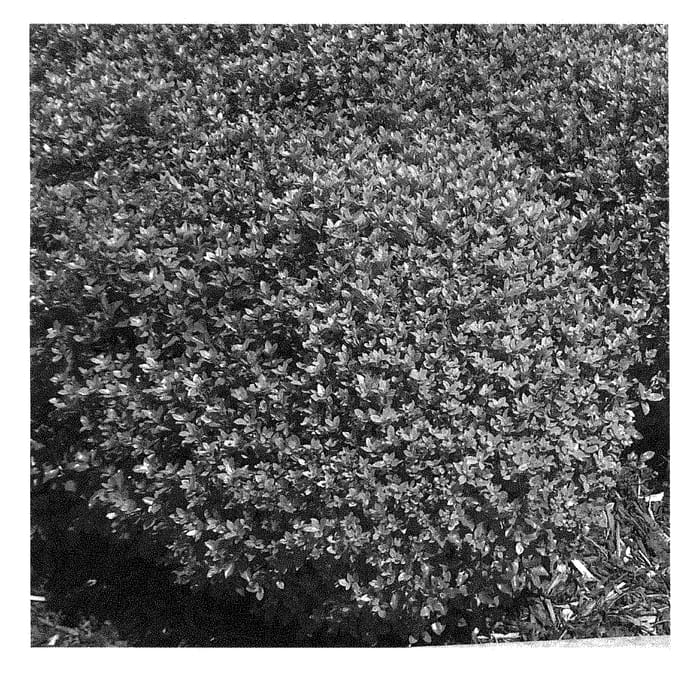 Figure 1 of US plant patent PP28726, the photograph of PITTLB2 printed in the patent.