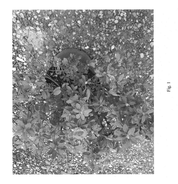 Figure 1 of US plant patent PP28727, the photograph of BAILEC printed in the patent.