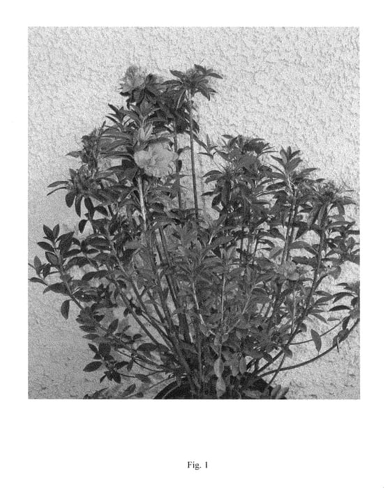 Figure 1 of US plant patent PP28728, the photograph of BAILEB printed in the patent.