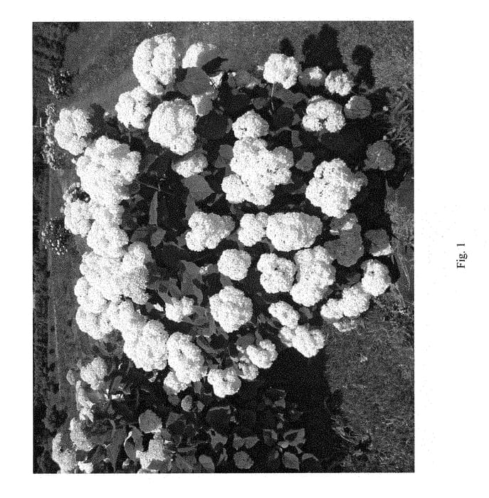 Figure 1 of US plant patent PP28729, the photograph of SMHAMWM printed in the patent.