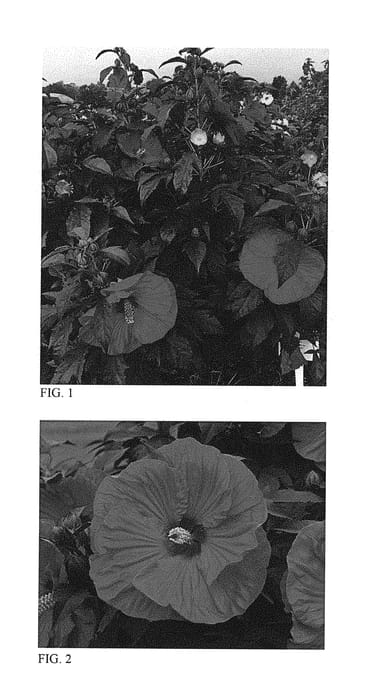 Figure 1 of US plant patent PP28730, the photograph of Summer in Paradise printed in the patent.