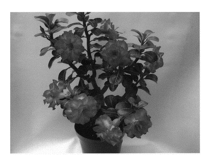 Figure 1 of US plant patent PP28731, the photograph of GEM-113-1 printed in the patent.