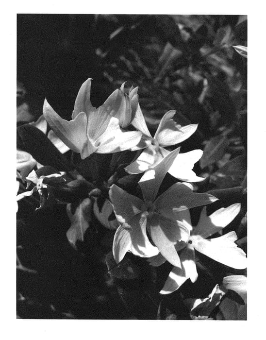 Figure 1 of US plant patent PP28732, the photograph of Suncathamiho printed in the patent.