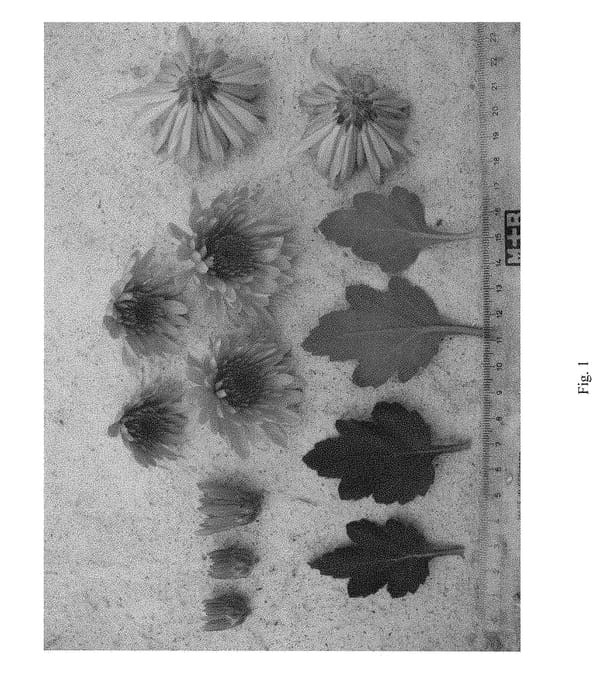 Figure 1 of US plant patent PP28733, the photograph of FIREGLOW printed in the patent.