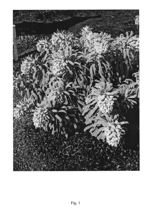 Figure 1 of US plant patent PP28734, the photograph of LAMB01 printed in the patent.