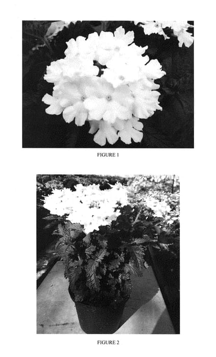 Figure 1 of US plant patent PP28735, the photograph of VEAZ0029 printed in the patent.