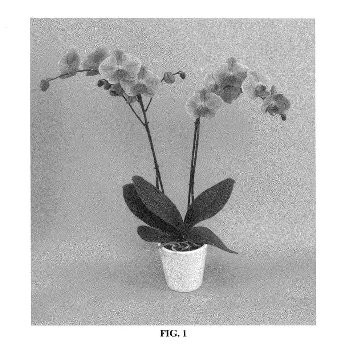 Figure 1 of US plant patent PP28736, the photograph of PHALOFMO printed in the patent.