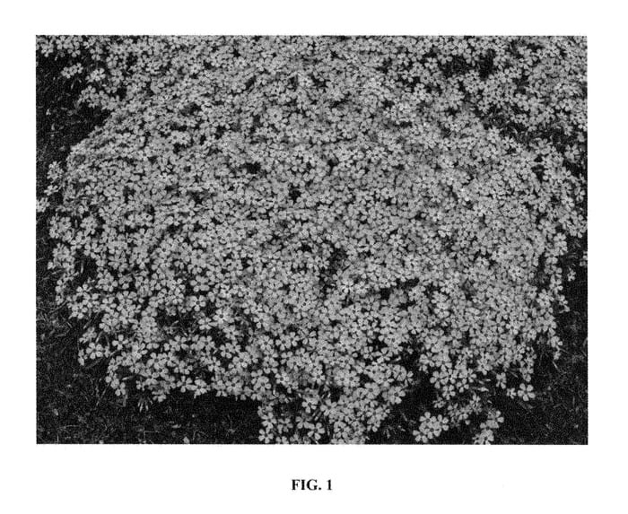Figure 1 of US plant patent PP28737, the photograph of Early Bird printed in the patent.