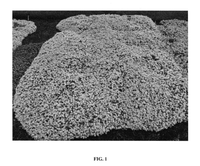 Figure 1 of US plant patent PP28738, the photograph of Running With Scissors printed in the patent.