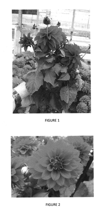 Figure 1 of US plant patent PP28739, the photograph of DAHZ0003 printed in the patent.