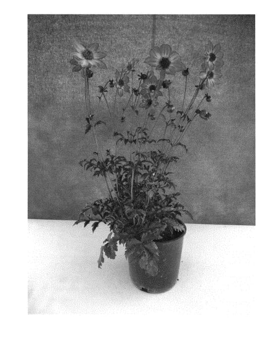 Figure 1 of US plant patent PP28741, the photograph of Mystic Sparkler printed in the patent.