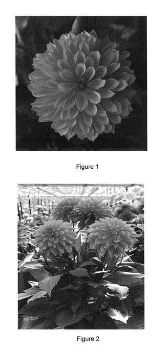 Figure 1 of US plant patent PP28742, the photograph of DAHZ0014 printed in the patent.