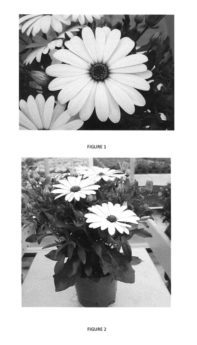 Figure 1 of US plant patent PP28743, the photograph of OSTZ0006 printed in the patent.