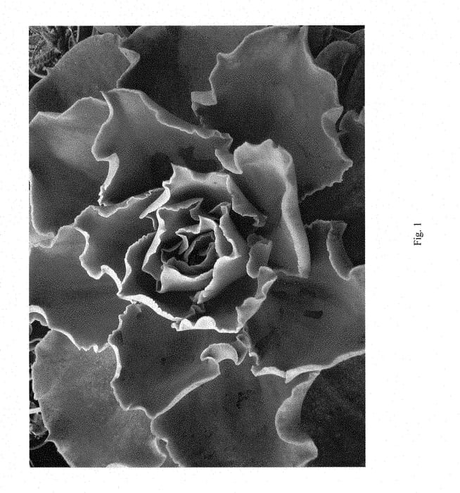 Figure 1 of US plant patent PP28744, the photograph of Andromeda printed in the patent.